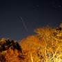 Geminid Meteor and holiday lit trees